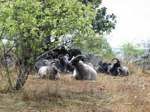 Harn Schafe 108-0876_IMG02