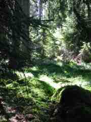 Site Jussar� Wald