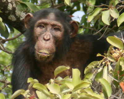 Baboon island