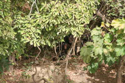 Baboon Island