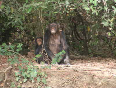 Baboon Island