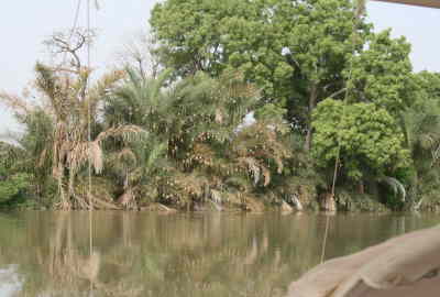 Baboon Island