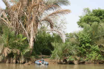 Baboon Island