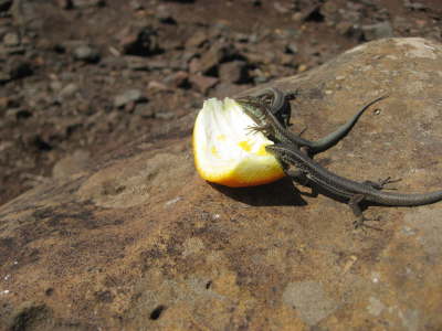 ...und die Eidechsen