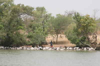 Janjan Bureh